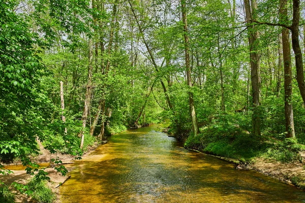 Image Vibrant Green Forest Alongside Peaceful River — Stockfoto