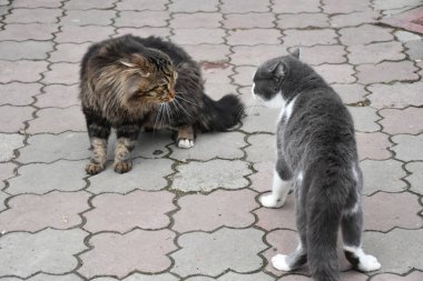 İki kedi, biri tüylü, diğeri gri-beyaz kaldırımda kavga çıkardı.