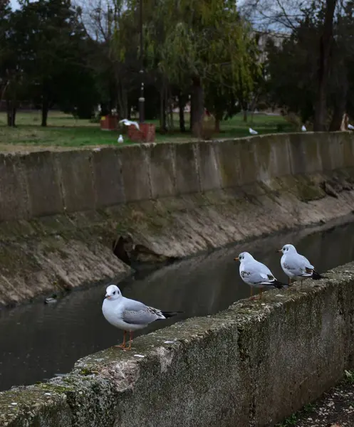 Varias Gaviotas Blancas Miran Directamente Lente Con Curiosidad Expectativa — Foto de Stock