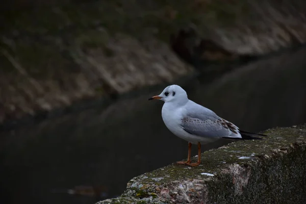 Several White Gulls Look Directly Lens Curiosity Expectation — Stock Photo, Image