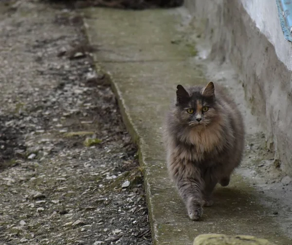 Seekor Kucing Rumahan Besar Berjalan Jalan Tepat Arahku — Stok Foto
