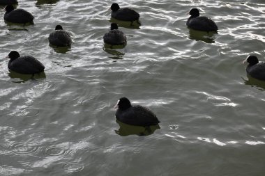 Beyaz gagalı siyah ördek 