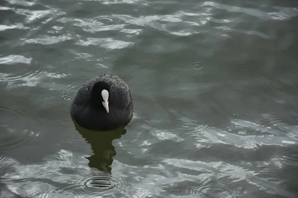 Black Duck Coot White Beak Fulica Atra Rallidae Photo Its — Stock Photo, Image