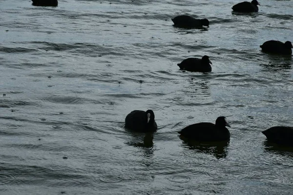 Schwarze Ente Blässhuhn Mit Weißem Schnabel Fulica Atra Rallidae Auf — Stockfoto