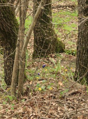 Yapraksız ağaçların altında ilkbaharın başlarında yeşil çimenler