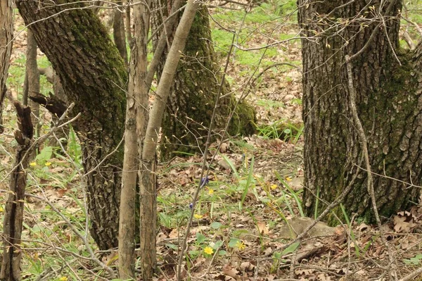 Sotto Alberi Privi Foglie All Inizio Della Primavera Erba Verde — Foto Stock