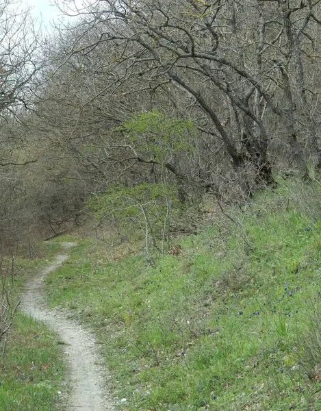 Una Strada Verde Bosco Primaverile — Foto Stock