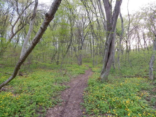 Una Strada Verde Bosco Primaverile — Foto Stock