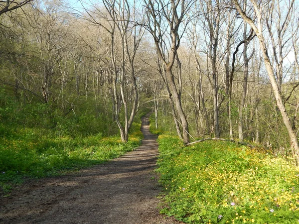 Una Strada Verde Bosco Primaverile — Foto Stock