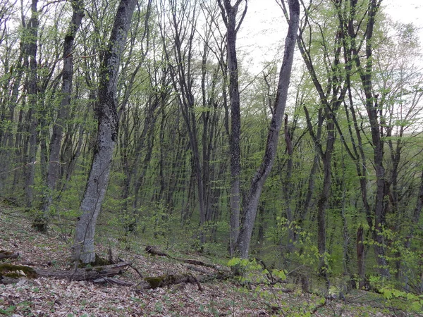 Feuilles Vert Vif Frais Sur Les Arbres Dans Forêt Printemps — Photo