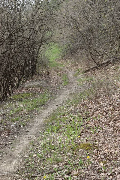 Uma Estrada Uma Floresta Primavera Verde — Fotografia de Stock