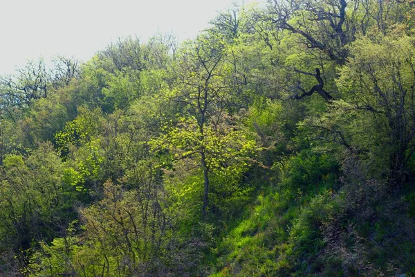 Folhas Verdes Brilhantes Frescas Árvores Floresta Primavera — Fotografia de Stock