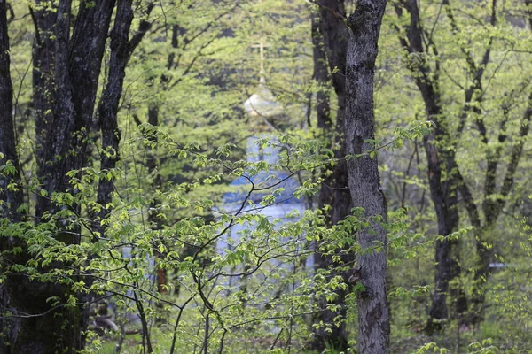 Cappella Primavera Nella Foresta Verde Soleggiata — Foto Stock