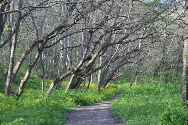 Una Strada Verde Bosco Primaverile — Foto Stock