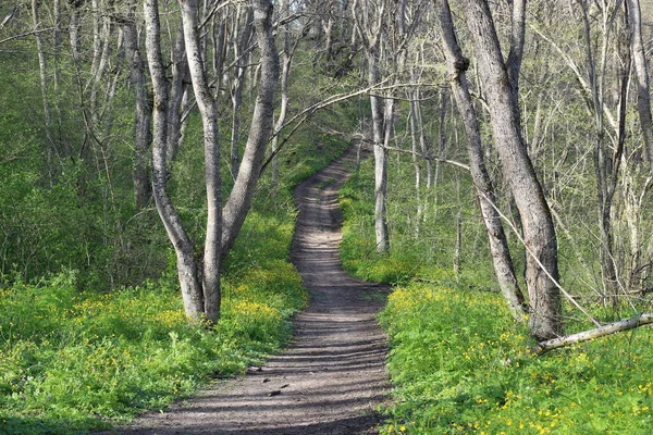 Silnice Zeleném Jarním Lese — Stock fotografie