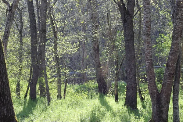 Folhas Verdes Brilhantes Frescas Árvores Floresta Primavera — Fotografia de Stock