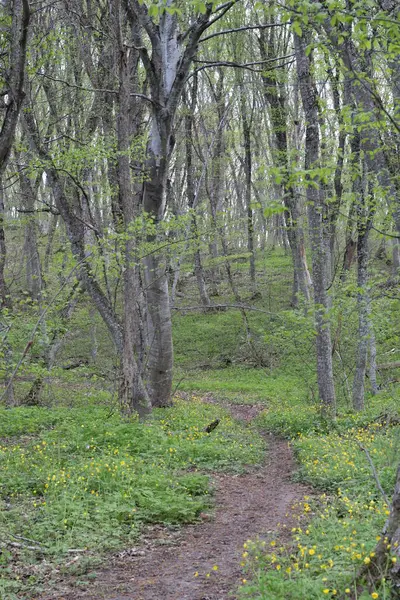 Дорога Зеленому Весняному Лісі — стокове фото