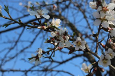 Bir bahar günü beyaz, parlak çiçekler