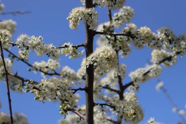 Bir bahar günü beyaz, parlak çiçekler