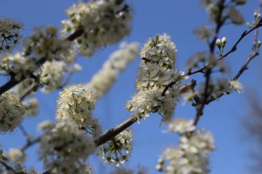 Bir bahar günü beyaz, parlak çiçekler