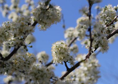 Bir bahar günü beyaz, parlak çiçekler