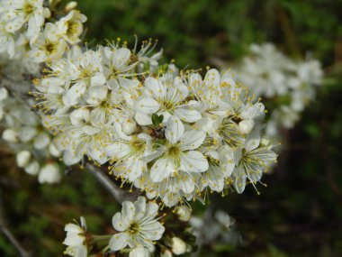 Bir bahar günü beyaz, parlak çiçekler