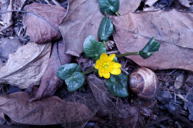 Sarı parlak çiçekler bir bahar günü