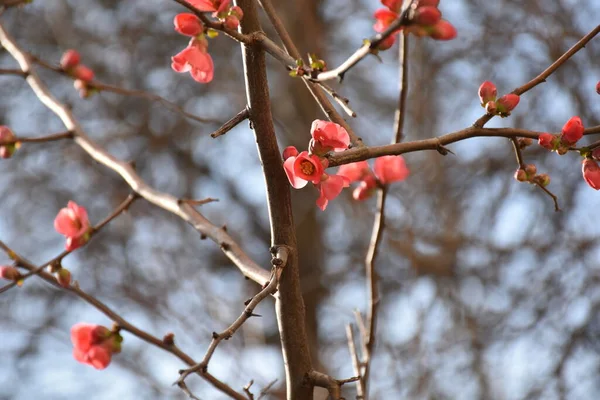 Pembe Parlak Çiçekler Bir Bahar Günü — Stok fotoğraf