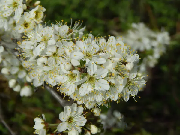 Bir Bahar Günü Beyaz Parlak Çiçekler — Stok fotoğraf