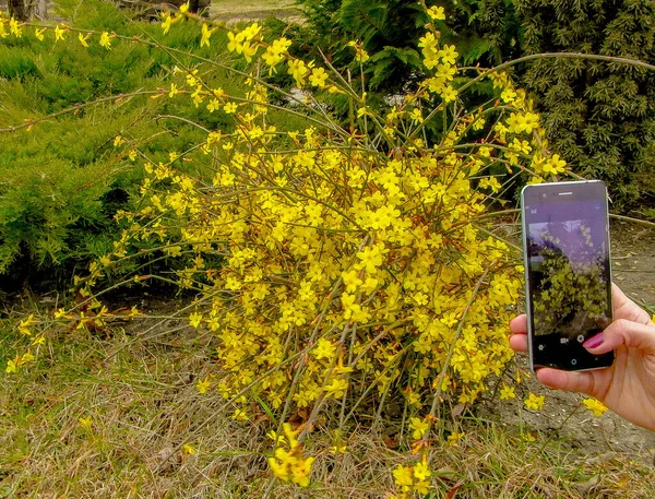 春の日に黄色い花を咲かせ — ストック写真