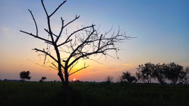 Gökyüzünde sarı güneş ışığı olan, ağaçtan güzel yeşil bir gün batımı manzarası, güzel, dramatik bir duvar kağıdı.