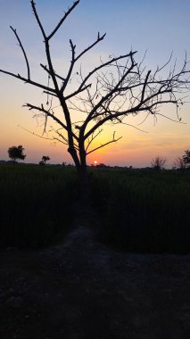 Gökyüzünde sarı güneş ışığı olan, ağaçtan güzel yeşil bir gün batımı manzarası, güzel, dramatik bir duvar kağıdı.