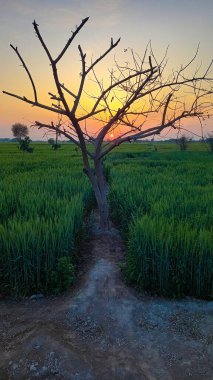 Gökyüzünde sarı güneş ışığı olan, ağaçtan güzel yeşil bir gün batımı manzarası, güzel, dramatik bir duvar kağıdı.