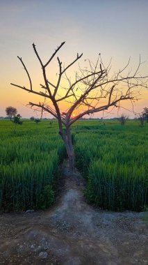 Gökyüzünde sarı güneş ışığı olan, ağaçtan güzel yeşil bir gün batımı manzarası, güzel, dramatik bir duvar kağıdı.