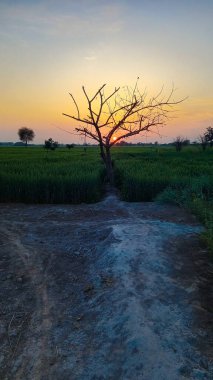 Gökyüzünde sarı güneş ışığı olan, ağaçtan güzel yeşil bir gün batımı manzarası, güzel, dramatik bir duvar kağıdı.