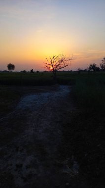 Gökyüzünde sarı güneş ışığı olan, ağaçtan güzel yeşil bir gün batımı manzarası, güzel, dramatik bir duvar kağıdı.