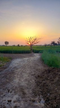 Gökyüzünde sarı güneş ışığı olan, ağaçtan güzel yeşil bir gün batımı manzarası, güzel, dramatik bir duvar kağıdı.
