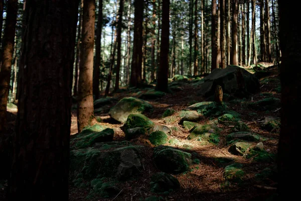 Vertical Shot Forest Path Middle Mountain Landscape — ストック写真