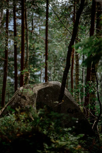 Μια Κάθετη Βολή Μιας Τεράστιας Πέτρας Στο Δάσος Ανάμεσα Στα — Φωτογραφία Αρχείου