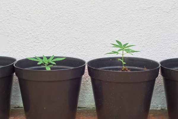 Φύτρα Μαριχουάνας Φυτεμένα Στο Σπίτι Έννοια Νομιμοποίησης Μαριχουάνας — Φωτογραφία Αρχείου