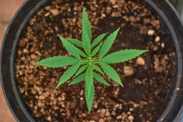 Brotes Plantas Marihuana Plantados Casa Concepto Legalización Marihuana —  Fotos de Stock