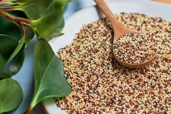 Grãos Crus Quinoa Tricolor Servidos Uma Placa Com Uma Colher — Fotografia de Stock