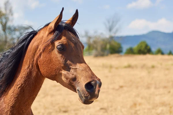 Porträt Eines Braunhaarigen Arabischen Pferdes Auf Der Ranch — Stockfoto