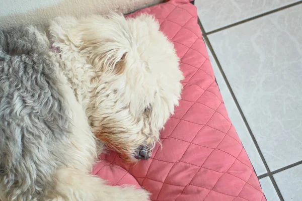 Bobtail Inglês Sheepdog Dormindo Pacificamente Sua Cama — Fotografia de Stock