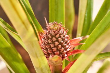 Ananas filizi büyüyor. Şehir bahçesi konsepti.