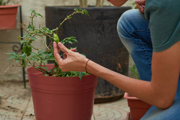 Latin young man growing habanero chili in urban garden.