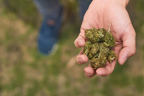 Han Håller Marijuana Knoppar Handen Medicinsk Användning Och Rekreation Cannabis — Stockfoto