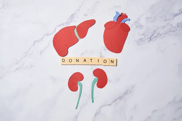 Organs of the human body, organ donation concept.