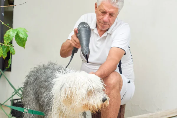 Elderly man washes his pet bobtail dog in his backyard.