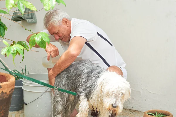 Mature man bathes his bobtail dog in his backyard.